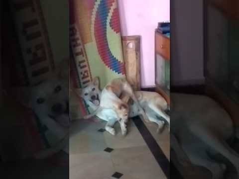 Funny dog video vennela house