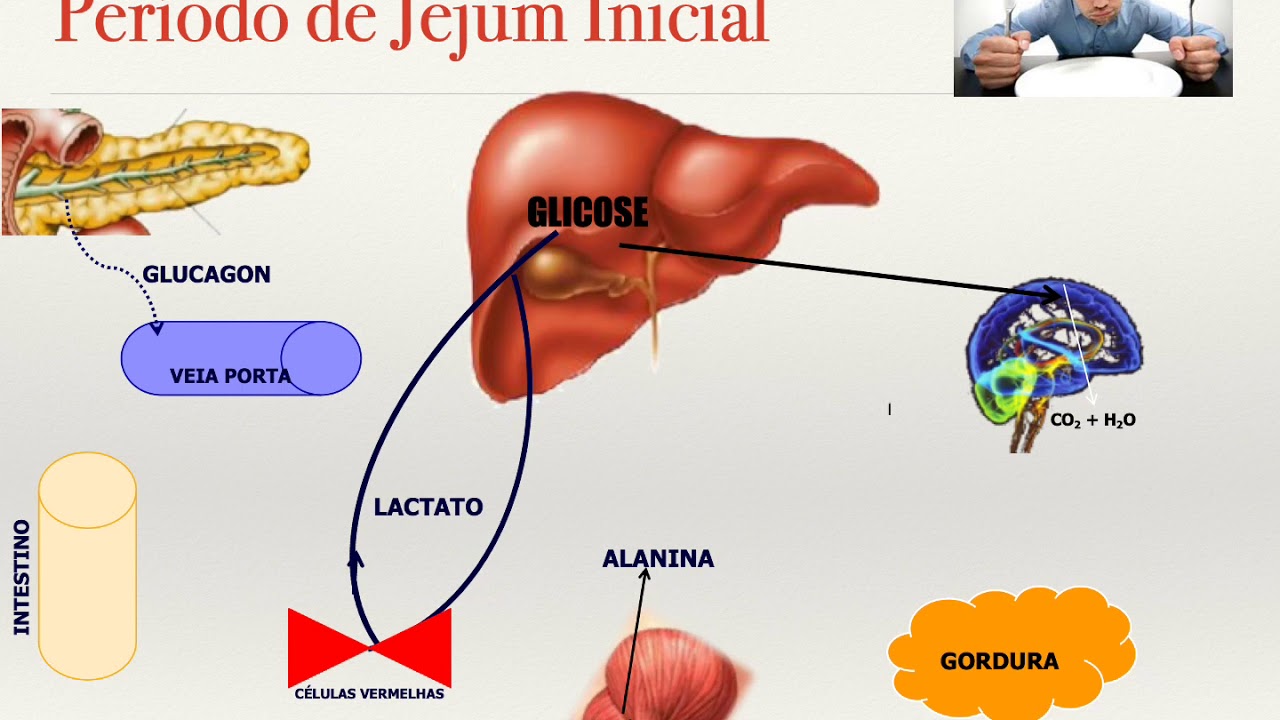 Gliconeogênese Medicina