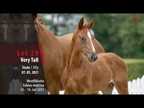 Westfälische Fohlen-Auktion Lot 29 Very Tall Stute v. Vivat Rex - Weltmeyer