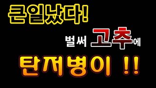 [텃밭농부.692]  큰일났다! 벌써 고추에 탄저병이 발생. #고추재배#탄저병