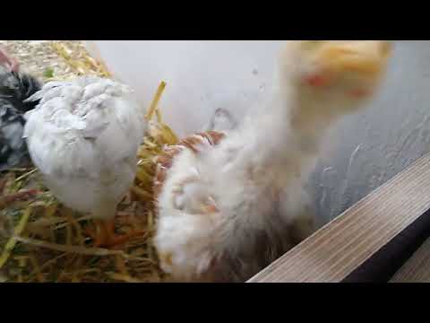 Hühnchen-Babys picken in ihrem neuen Stall und fressen Brennnesseln