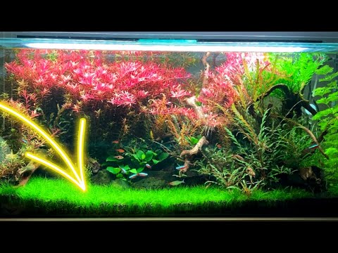What's the best Aquascaping carpet plant?