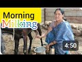 Morning Goats Milking