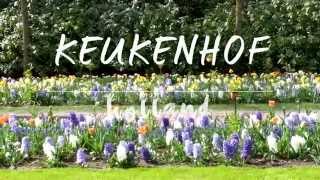 Travel Vlog // Netherlands l PLOYTANI