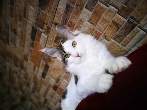 Yudi el Felina Mondo*Cz