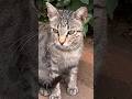 Beautiful Gray Tabby Cat Meows Very Vocal