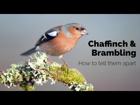 BTO Garden BirdWatch - Telling apart Chaffinch and Brambling