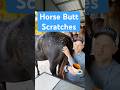 Thalia Thinks She Can Swing Her Horse Butt To Me And I Ll Just Scratch It Whenever She Wants Funny