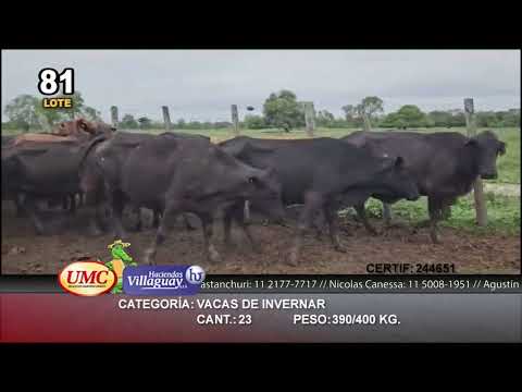 Lote 23 Vacas de invernar en Puero Tirol, Chaco