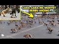 Monkey Cub Attacked By Dogs Finally Takes Revenge After A Pack Of Monkeys Slaughters 250 Dogs