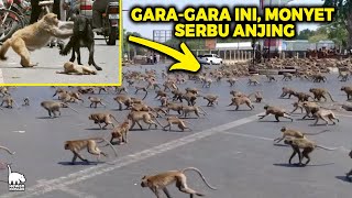 Download lagu Anak Monyet di Serang Anjing, Akhirnya Balas Dendam Kawanan Monyet Bantai 250 Anjing mp3 Download lagu Anak Monyet di Serang Anjing, Akhirnya Balas Dendam Kawanan Monyet Bantai 250 Anjing mp3