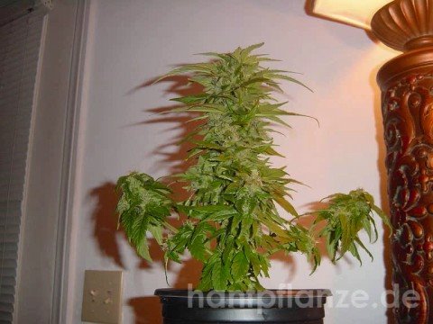 Ronny Trettmann - Großvater ! *NICE*