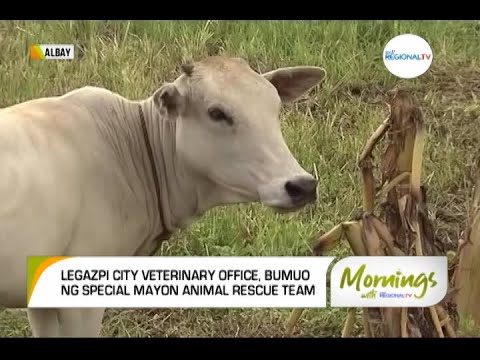 Mornings with GMA Regional TV: Special Mayon Animal Rescue Team, Binuo