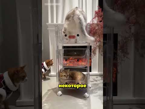 Эти Коты Подрались Из За Одного Места Для Сна 😱