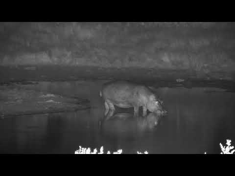 Djuma: Two Hippos come for a drink and soak in the dam  - 21:52 - 04/10/19