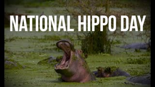 National Hippo Day (February 15) - Activities and How to Celebrate National Hippo Day
