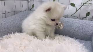 ハーフ犬の動画01