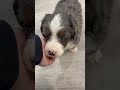 Mini Bernedoodle dogs for sale: Zues - Video 1