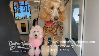 Mini tour of Classy Canines Wiggle Rumps | Castro Valley | Castro Valley , CA