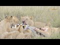 Lions Kill Zebra And Feeds In The Midst Of Wildebeests Wild Extarcats