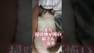 #shorts 掃除機こわくて来客に埋まる猫さん  #三毛猫 #シャムミックス
