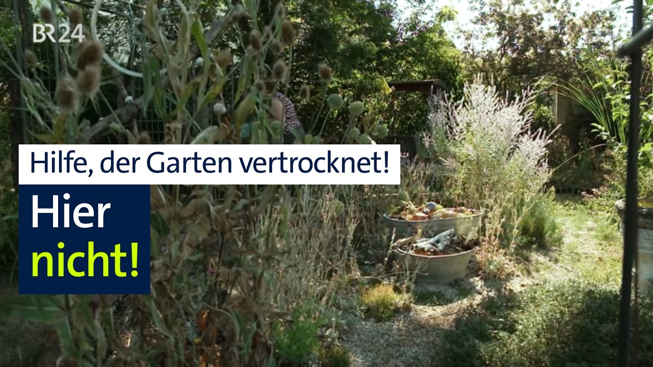 Garten in der Trockenheit: Dürre muss nicht zum Grün-Killer werden | Abendschau | BR24
