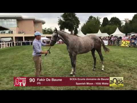 Show AQPS Lion 2017 : Lot 90 - Fakir De Baune