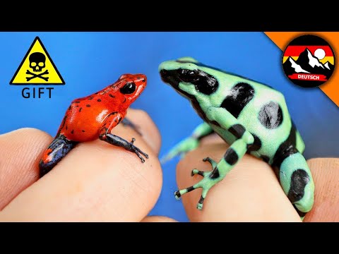 Welcher GIFTFROSCH ist gefährlicher? Der Vergleich der Pfeilgiftfrösche | Brave Wilderness Deutsch