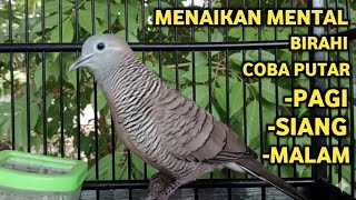 Download lagu Perkutut Lokal Gacor Suara Super Kristal - Pancingan Malas Bunyi  (99%AMPUH BANGET) mp3 Download lagu Perkutut Lokal Gacor Suara Super Kristal - Pancingan Malas Bunyi  (99%AMPUH BANGET) mp3