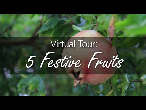 Virtual Tour: Festive Fruits in the Mediterranean Garden