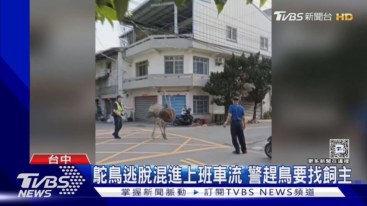 鴕鳥逃脫混進上班車流 警趕鳥要找飼主
