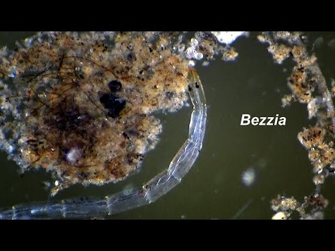 Diptera Bezzia larva