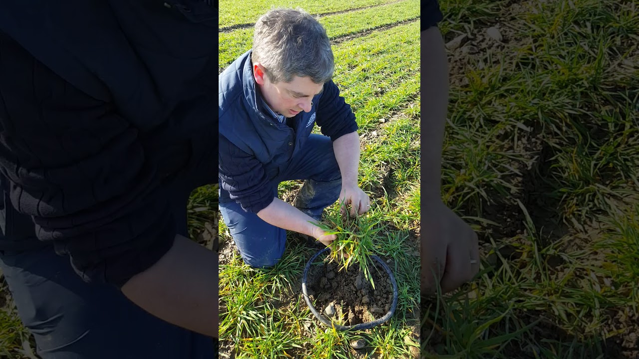 Seedtech Seedrate and Tiller Count for Hybrid Barley