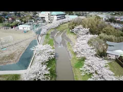 【ドローン映像】「瑞沢川の桜並木 」（2025年4月10日 公式SNS投稿） #ソメイヨシノ #桜スポット #桜吹雪 #お花見 #ドローン #睦沢町 #ゆるキャラ #shorts #千葉