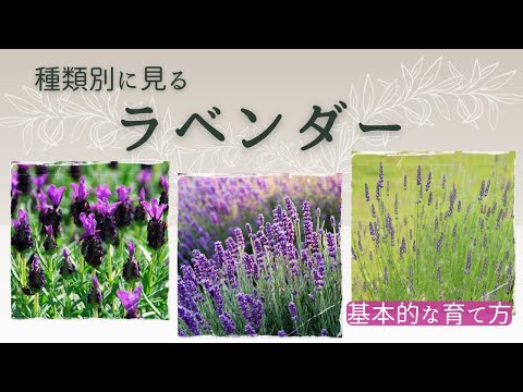 バタフライラベンダーをいつ、どのように植えるのですか？メンテナンス、サイズ、実践的なアドバイス  庭園