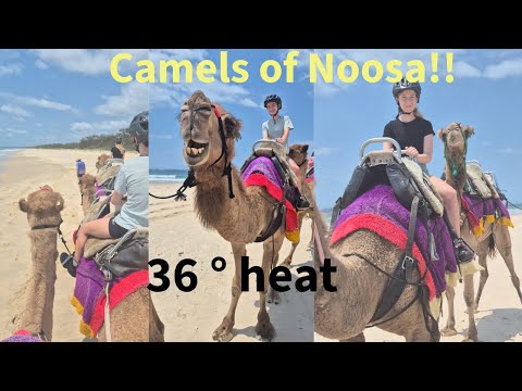 Riding Camels at Noosa North Shore in 36°C! 🐪🌞 | Hilarious Family Adventure
