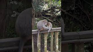 We’ve never seen so many monkeys in our lives 😳 #travel #indonesia #travelvlog #bali #traveling
