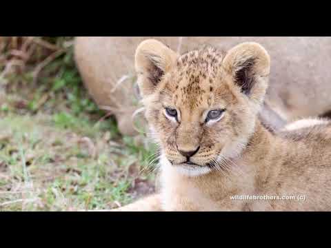 Clumpsy but cute 1,5 month old lion cub stealing the show