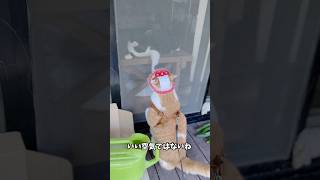 クッサー！！！　#かわいい #もんちゃん #おすすめに乗りたい #猫の散歩 #猫慣れ #cat #ネコ #cute #猫動画 #ふれーめん