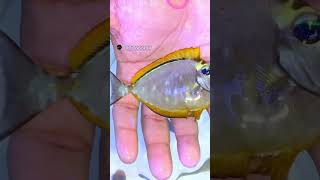 #seascapes #marinefish #ytshorts #fishtank #saltwatertank #viralvideo