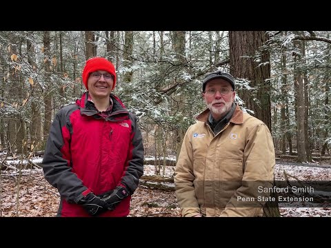 Eastern Hemlock Health Update