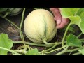 Escorial French Melons (Charentais)