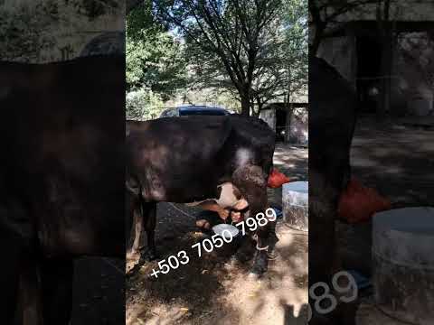 Disponible en Santa Rosa de Lima, La Unión Norte