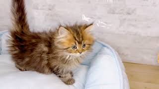 マンチカンの動画01