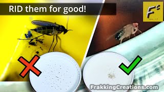 Gnat trap or Fruit fly trap?  How to get rid of Fruit Flies & How to get rid of Gnats