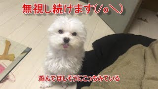 無視してたらいじけたんでひたすらマッサージしてご機嫌とり　ふわふわマルチーズ犬ぱーるくん＃11