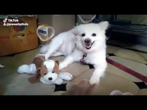 Dogs teach us a very important lesson in life