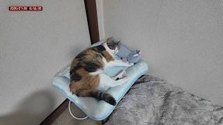 三毛猫フミちゃん　 LIVE配信　2026年7月28日　calico cat　(LIVE stream)
