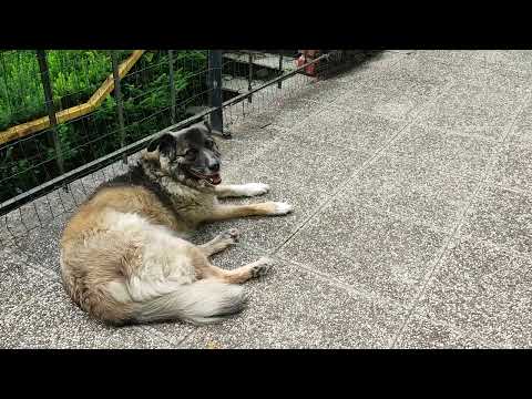 Hundeschule - Junghundekurs - so könnte er aussehen