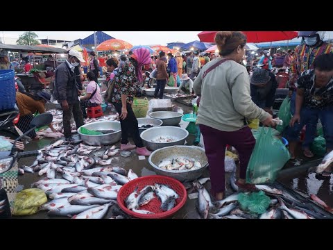 Morning Daily Activities of Vendor Selling Fish, Seafood, Crab, Snail & More - PrekPhnov Fish Market